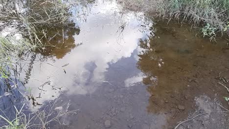 water reflecting trees and a cloudy blue sky