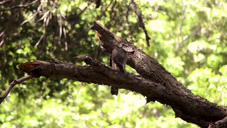 bicolored hawk eating its daily meal in a tree