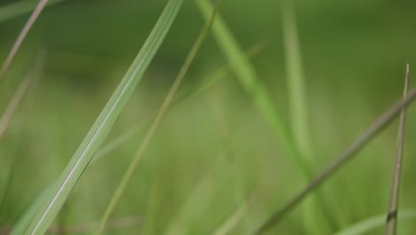 A-perennial-grass-native-to-tropical-and-subtropical-Asia-and-also-introduced-to-several-countries