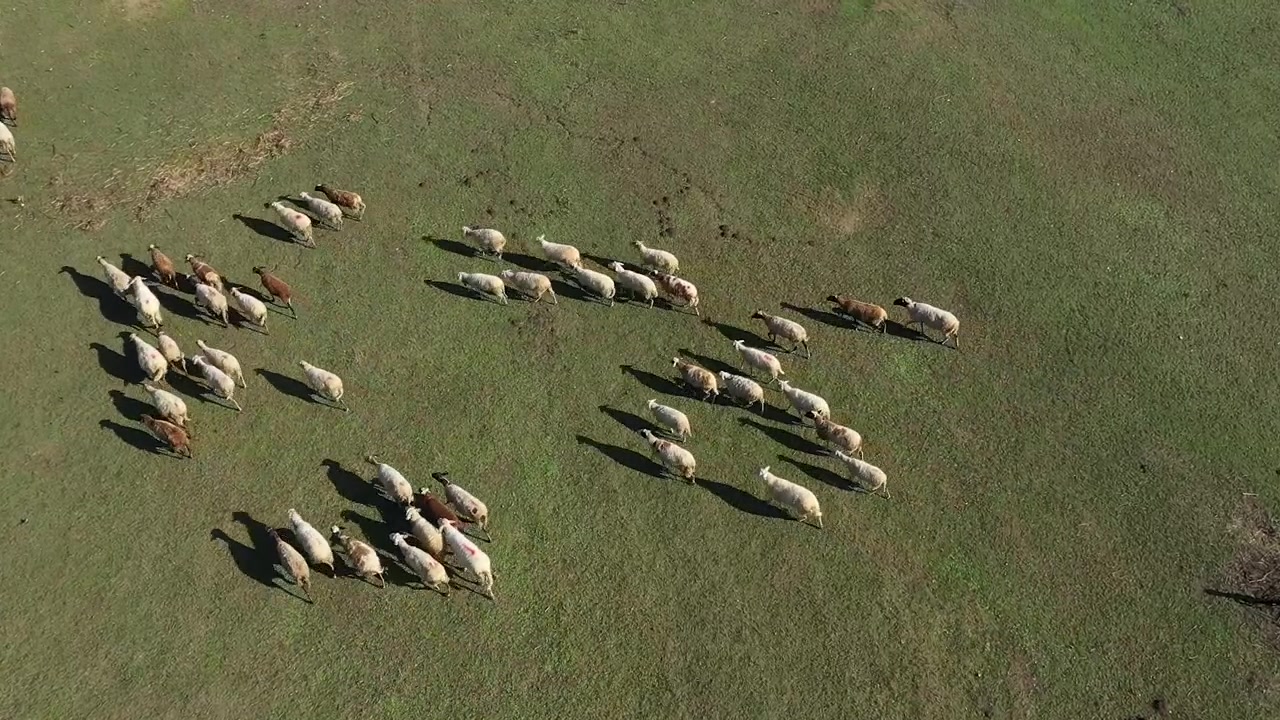 Riprese cinematografiche con drone che mostrano un grande gregge di pecore che si muove attraverso la campagna greca.