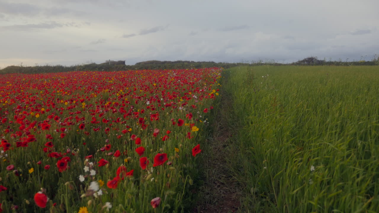 camino a través de las amapolas en west pentire, cornwall.