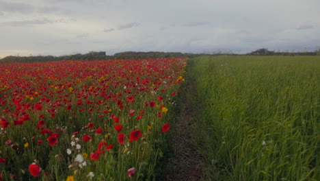 Camino-A-Través-De-Las-Amapolas-En-West-Pentire,-Cornwall.