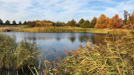 autumn view of the lake with reeds