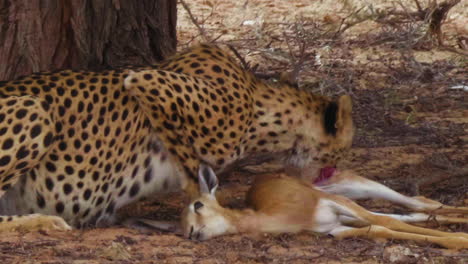 cheetah feeding on a dead springbok calf in the heat rays of the day in african wild - medium shot