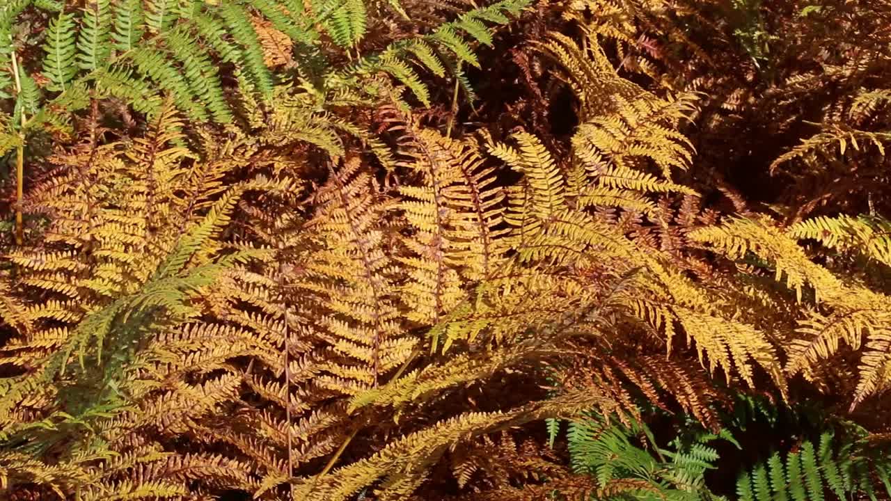 Closeup of bracken in Autumn