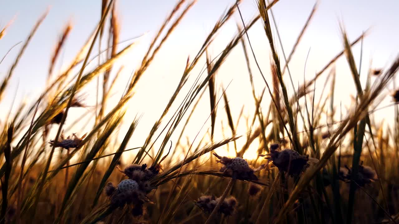 조깅하는 사람은 일몰 때 들판을 가로질러 달린다 - 영화 같은 낮은 앵글 샷