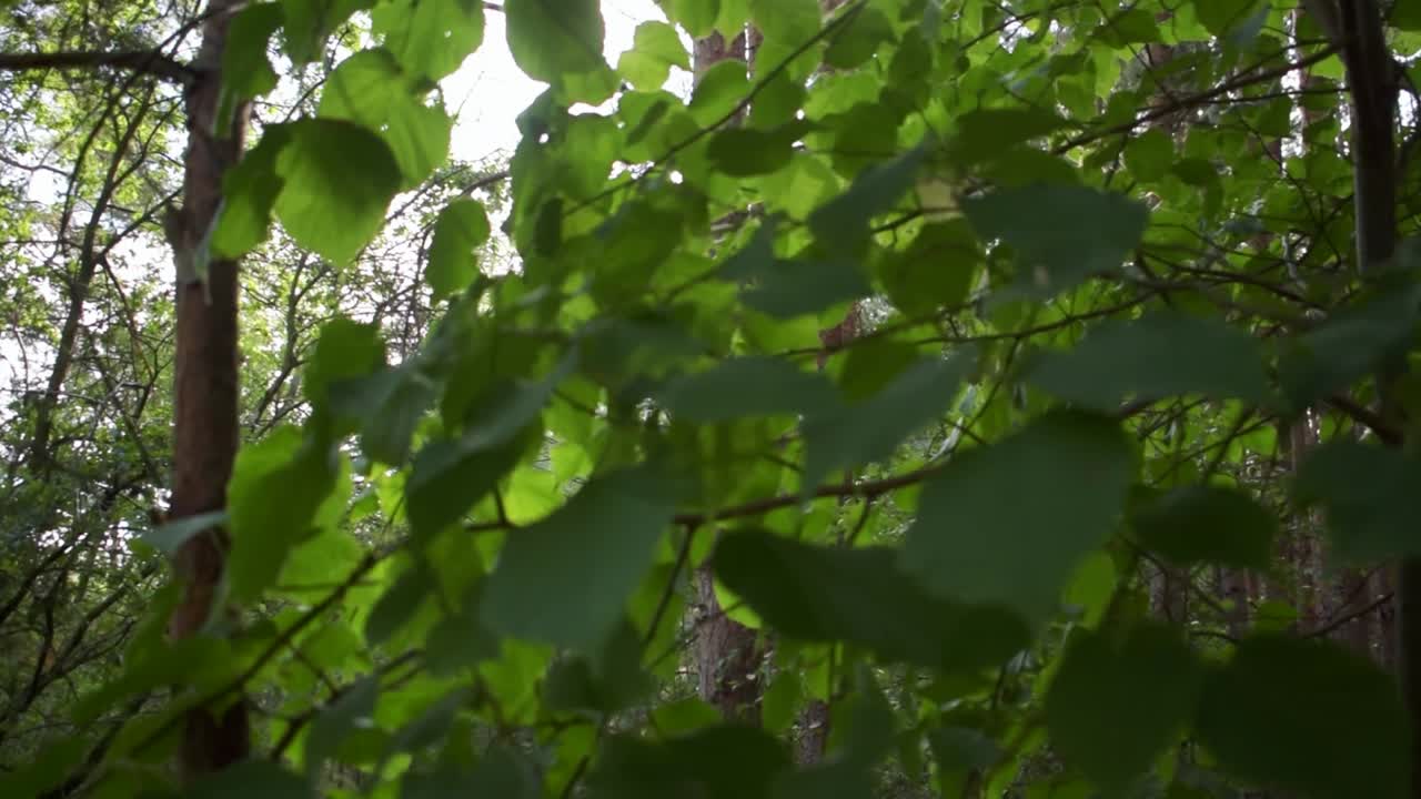 capturó la hermosa luz del sol a través de las hojas en el bosque-1