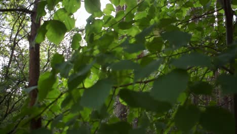 Capturó-La-Hermosa-Luz-Del-Sol-A-Través-De-Las-Hojas-En-El-Bosque-1