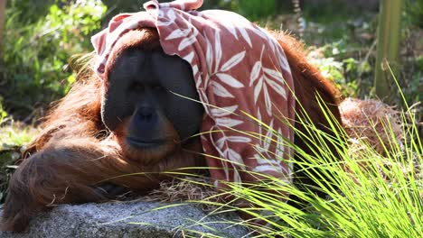 orangutan resting under a patterned blanket