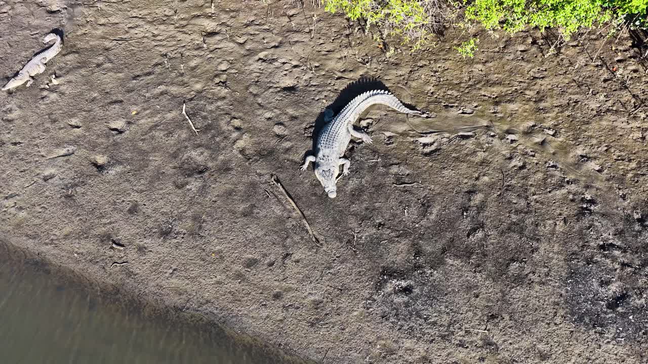 Aerial view of a saltwater crocodile resting on a muddy riverbank in bright daylight, showcasing its natural habitat