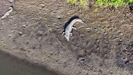 aerial view of a saltwater crocodile resting on a muddy riverbank in bright daylight, showcasing its natural habitat