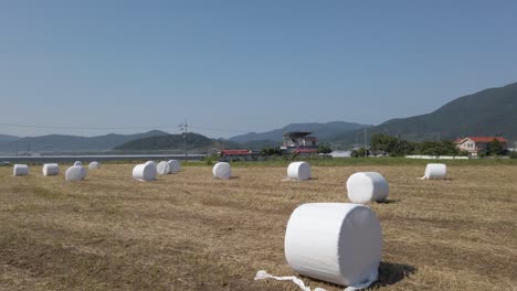 wide angle pan across small field of round hay bales, suncheon, south korea