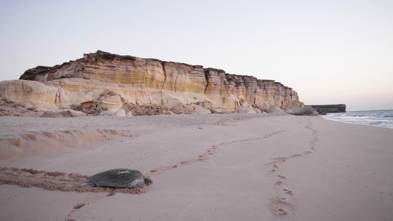 Tartaruga sulla spiaggia del Golfo di Oman al mattino presto