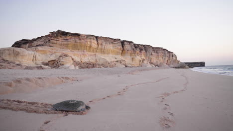 turtle on the beach of the gulf of oman early morning