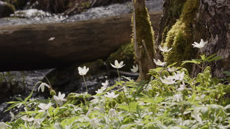 nature - wood anemone flowers next to a stream, sweden, slow motion medium shot