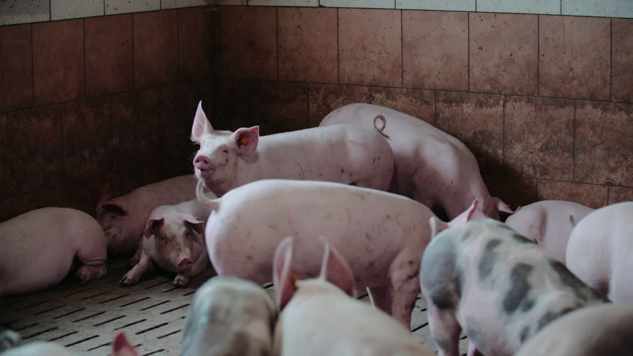 창고에 힌 돼지