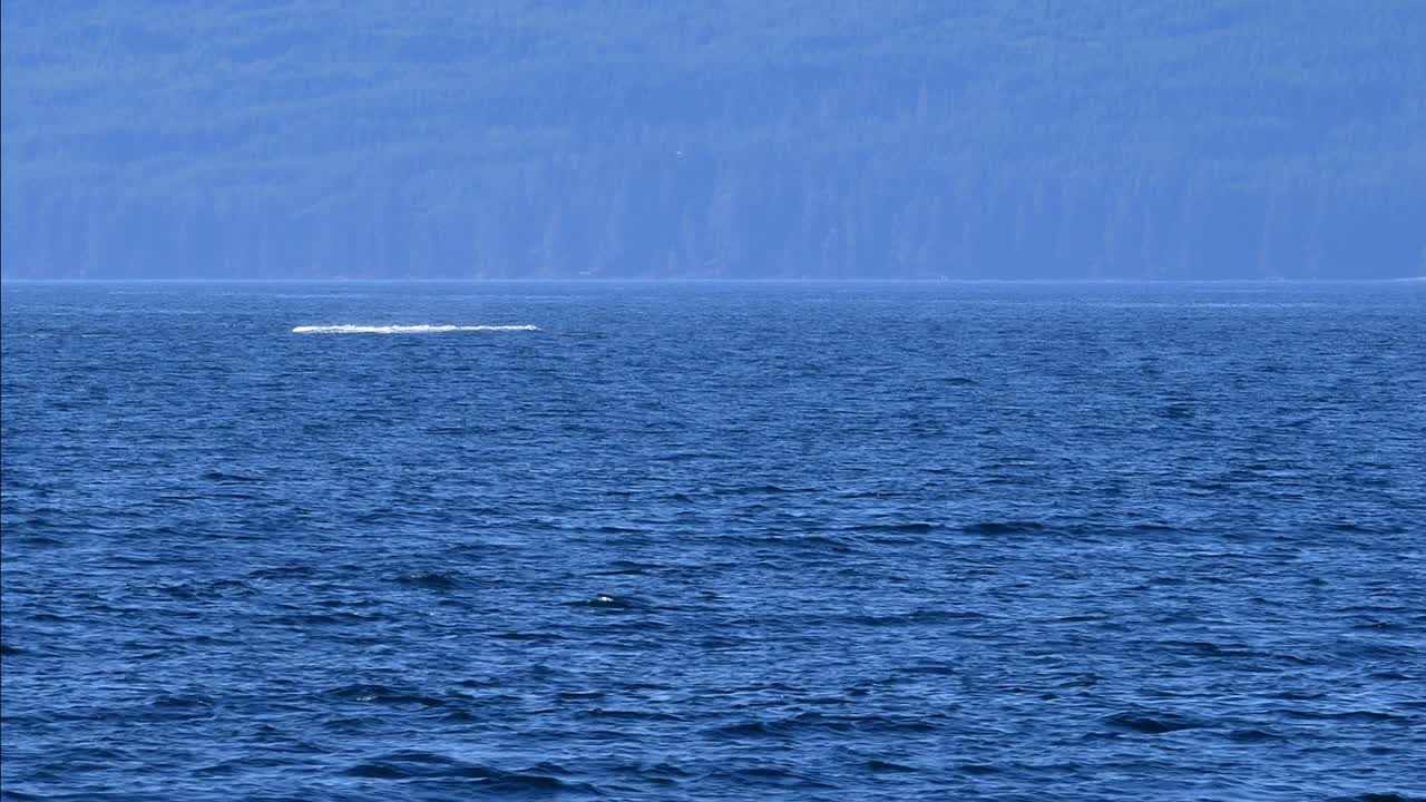 Amazing shot of turning breaching jump of humpback whale in Canada Pacific Ocean shore, Vancouver
