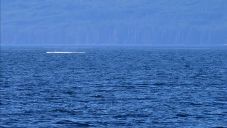 Amazing-shot-of-turning-breaching-jump-of-humpback-whale-in-Canada-Pacific-Ocean-shore,-Vancouver