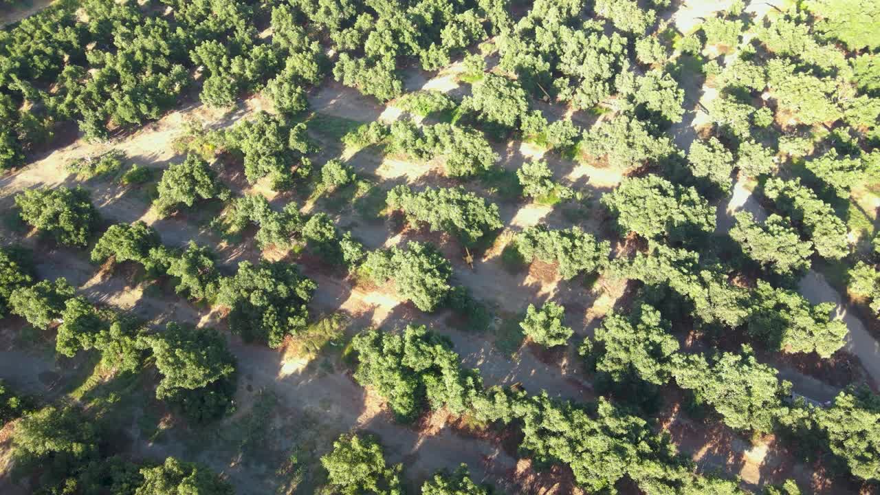 órbita aérea de los tractores cosechadores entre las plantaciones de aguacate waru waru en un campo agrícola en un día soleado