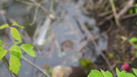 botella de vidrio caída en el agua del arroyo del bosque, vista desde arriba