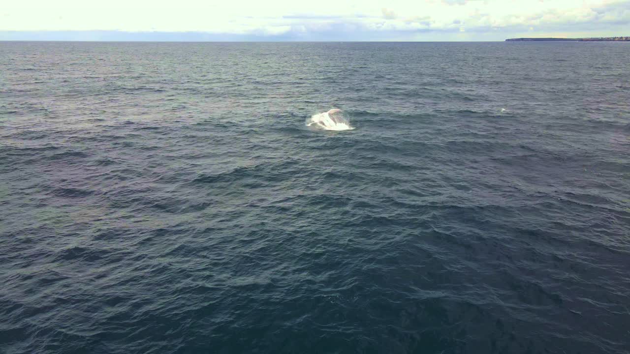 Humpback Whale Breaching And Splashing Water In Blue Ocean - Whale In Bondi Beach, NSW, Australia