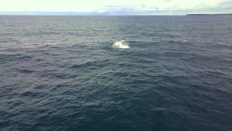 Ballena-Jorobada-Rompiendo-Y-Salpicando-Agua-En-El-Océano-Azul---Ballena-En-Bondi-Beach,-Nsw,-Australia