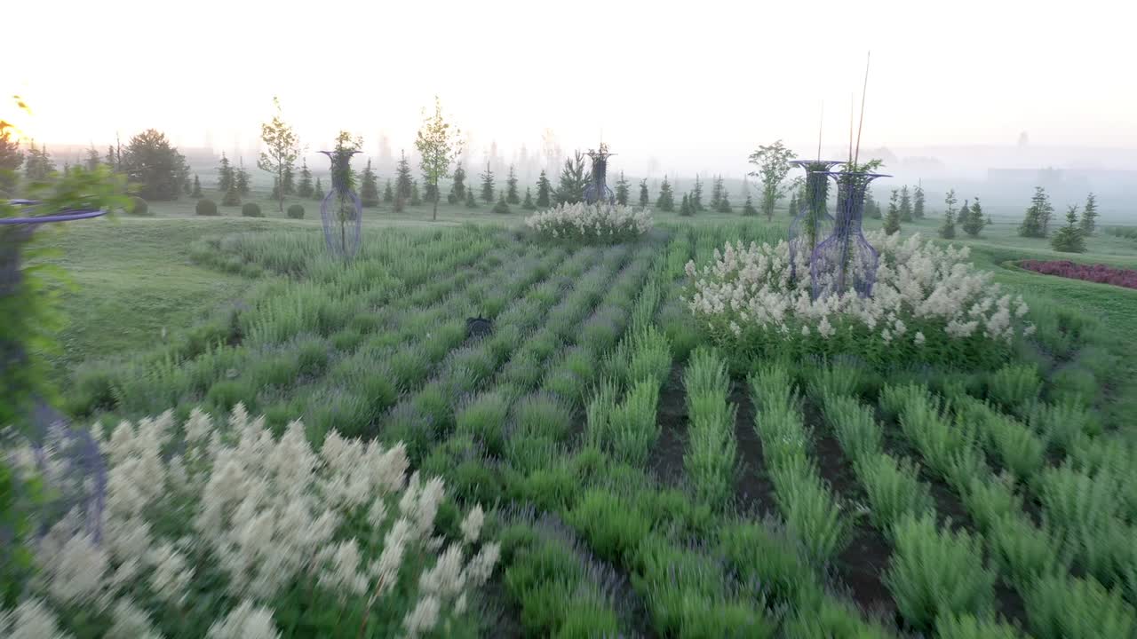 Yucca flowers on a green lawn in the park.