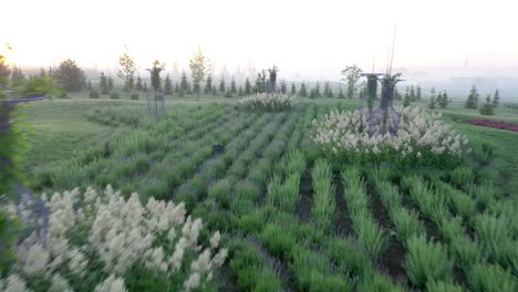 yucca flowers on a green lawn in the park.