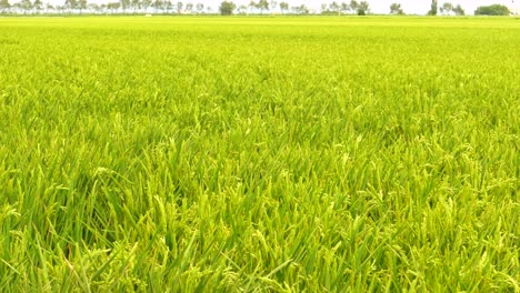 Escena-Natural-Fresca-De-Campos-De-Cultivo-De-Arroz-En-El-Parque-Nacional-Del-Delta-Del-Ebro-Cerca-De-Amposta,-Tarragona,-Cataluña,-España