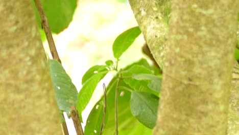 yellow-and-white-chick-hops-from-tree-branch-to-branch-before-taking-flight