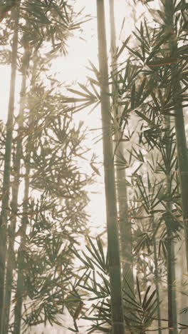 misty bamboo forest