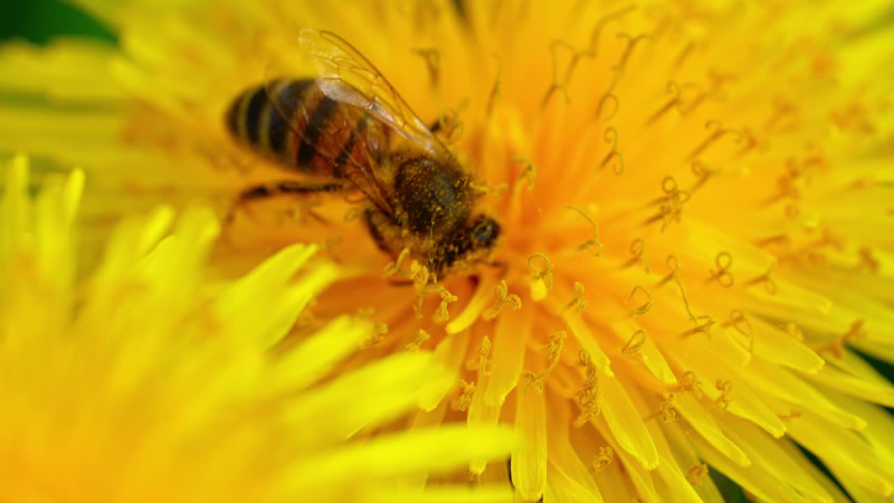 Bee collecting pollen on a yellow dandelion in slow motion, close-up outdoors view