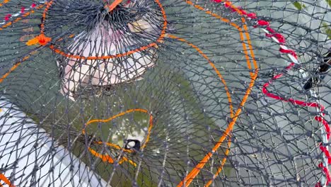 crab caught in net at gold coast