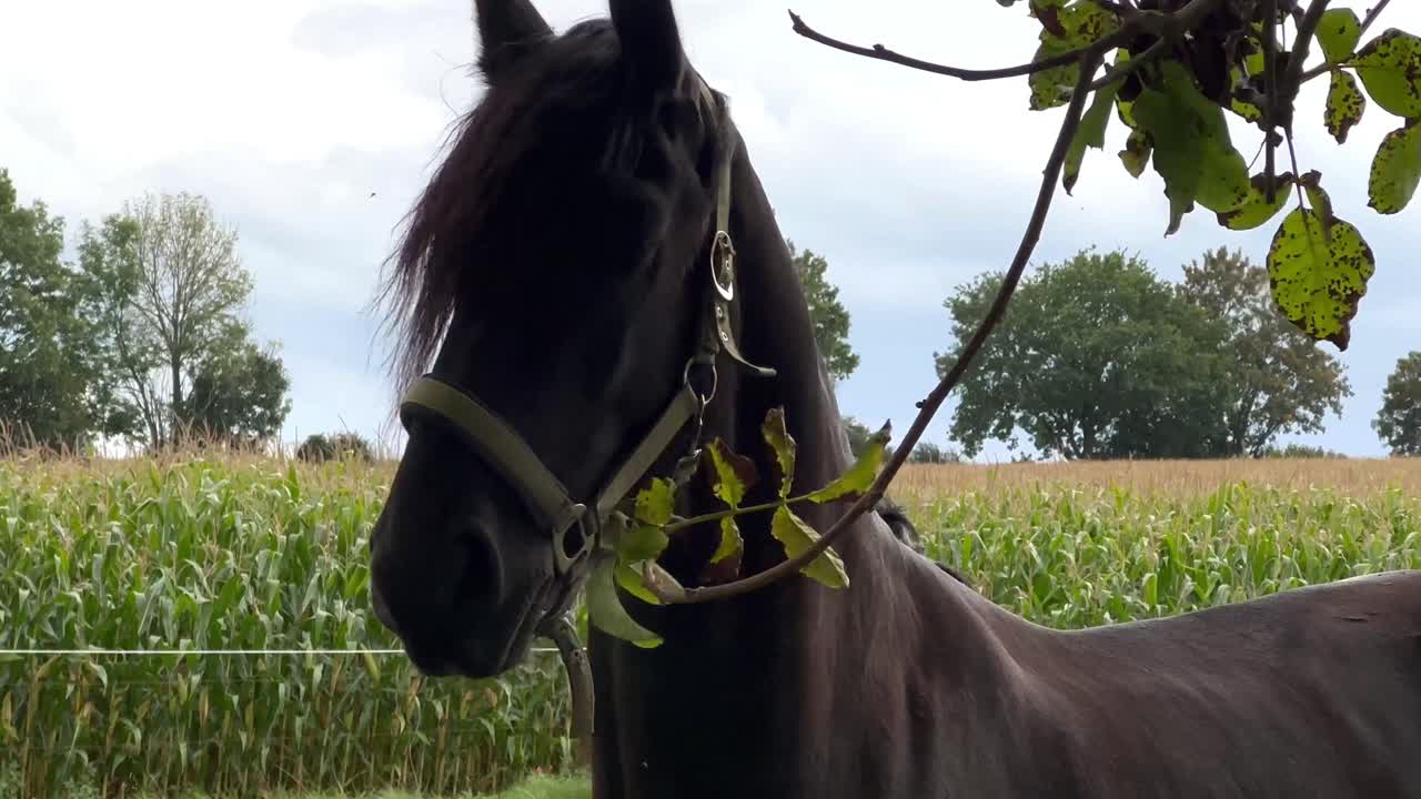 retrato cercano de un caballo marrón comiendo hojas de árboles al aire libre frente a un campo de maíz