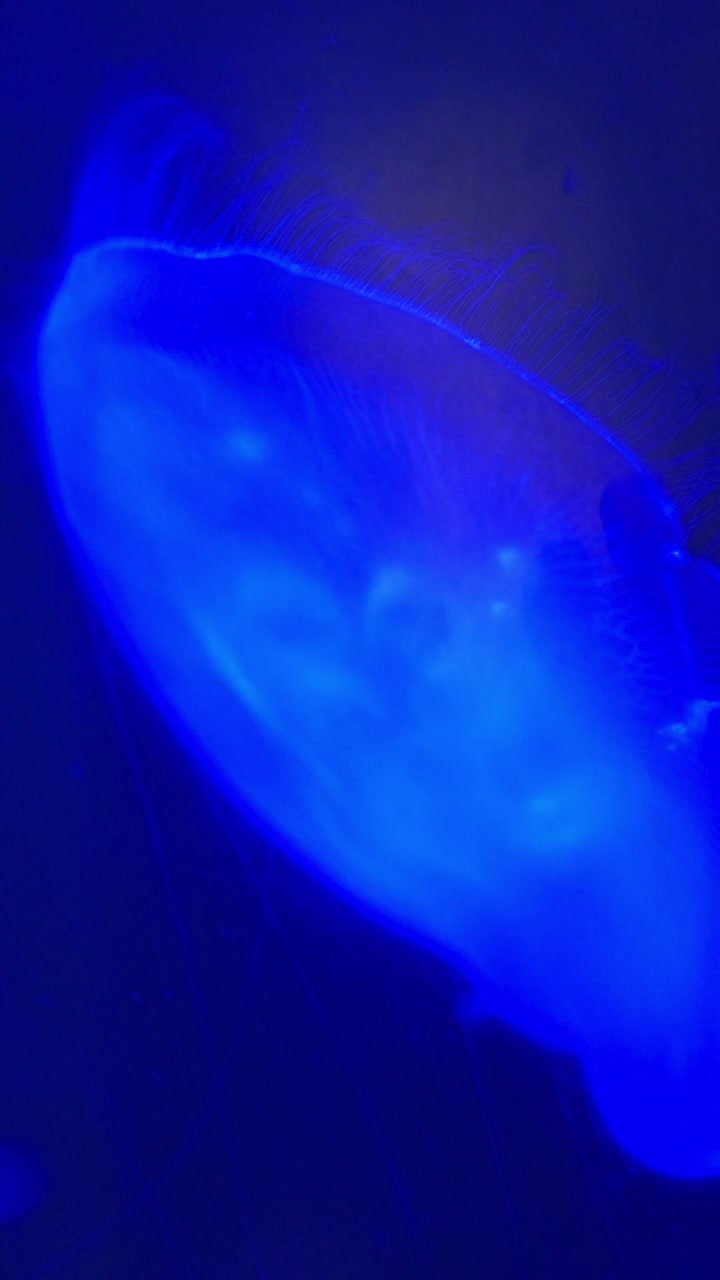 Medusa blu luminosa che nuota in acque scure e profonde