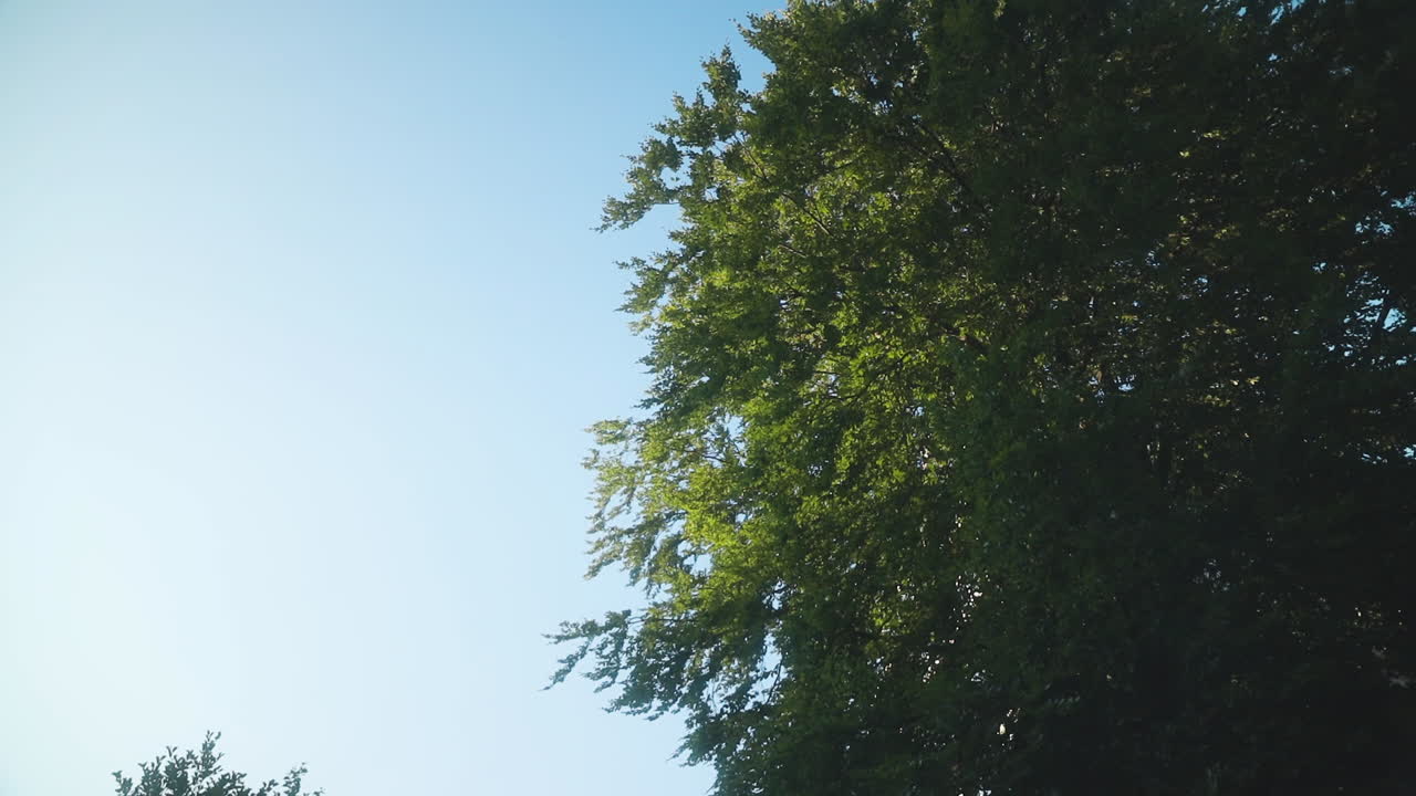 B-roll footage of a tree and sky filmed with black mist filter