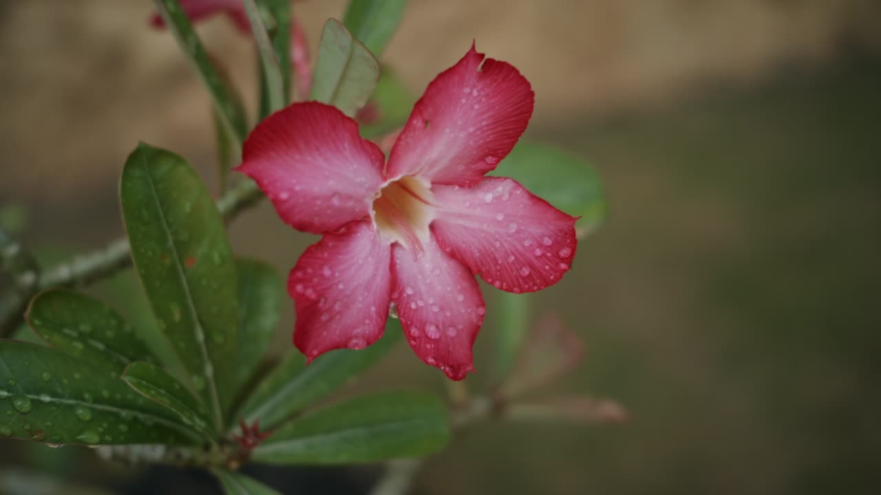 Primo piano di Adenium obesum con gocce di pioggia.