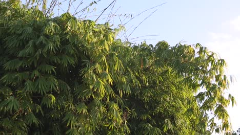 Bambú-Y-Amanecer-Bambú-Tailandés-Tailandia-Bambú