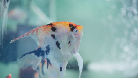 side close-up of freshwater angelfish in bubbly aquarium water