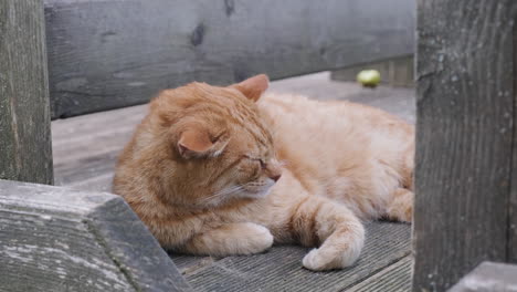 orange cat sleeping on porch, close up