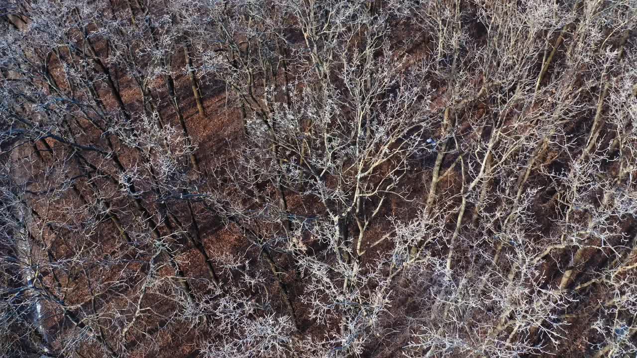 Flying over the trees without leaves. Naked branches of trees covered with frost in the forest. Top view. Slow motion.