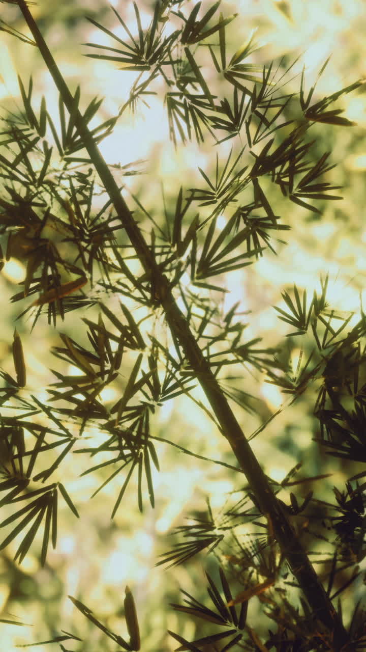 Sunlight filters through vibrant foliage creating a tranquil atmosphere