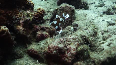 Juvenile-Harlequin-Sweetlips-living-on-a-tropical-coral-reef-mimics-the-look-of-a-poisonous-flatworm-to-protect-itself-from-predators