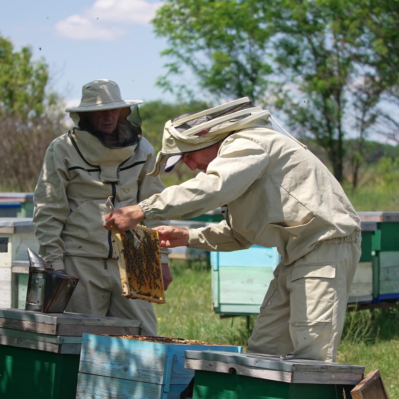 Male apiculturists working at a small rural bee farm. Men checking up frames and bees condition in the wooden hives. Nature backdrop