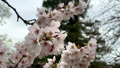 rosa kirschblüten, kirschblüte im shinjuku-gyoen-nationalgarten