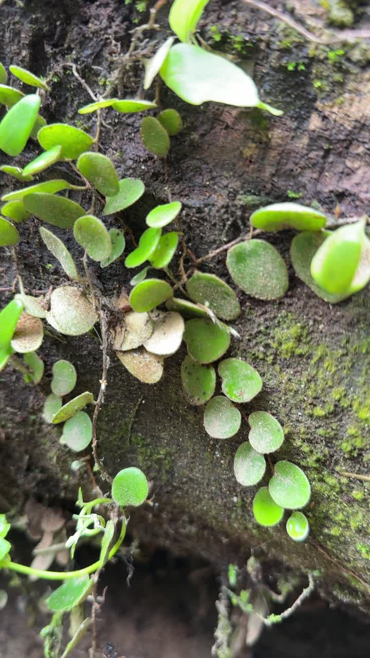 Piccole foglie verdi e muschio aggrappati a una corteccia scura di albero