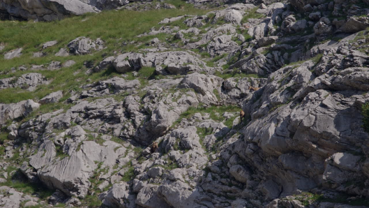 Gregge di camosci che cammina, pascola e si arrampica in alta montagna