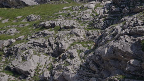 herd of chamois walking, grazing and climbing high up in the mountains