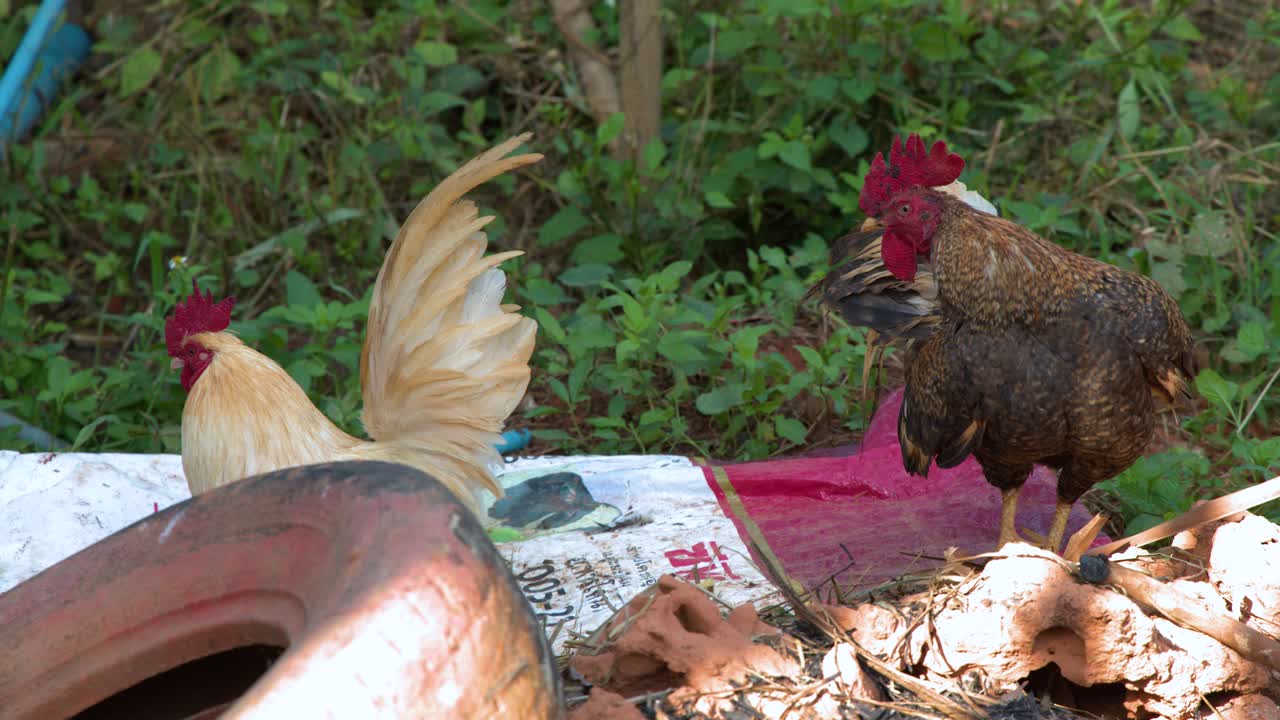 Seekor ayam jago cokelat dan putih mencari makan di terpal di taman pedesaan yang cerah