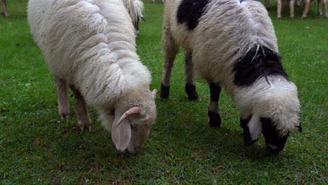 Zwillingslämmer-Weiden-Auf-Grünem-Gras-In-Der-Nähe-Von-Schafen,-Die-Haustiere-Füttern